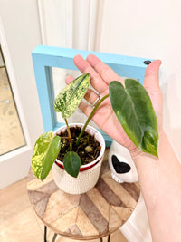 Philodendron Ilsemanii