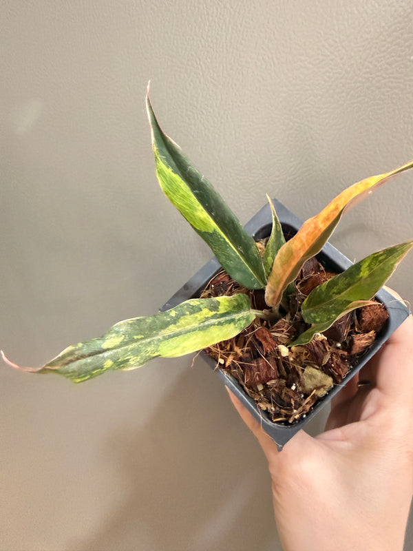 Philodendron Caramel Fire Tiger