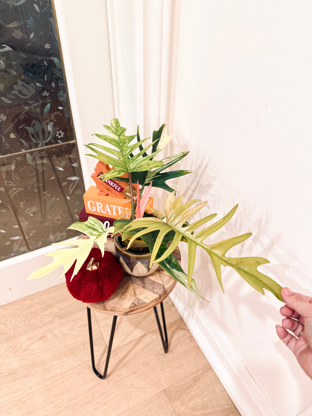 Philodendron Flobe x Tortum
