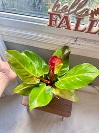 Philodendron Red Moon Variegated