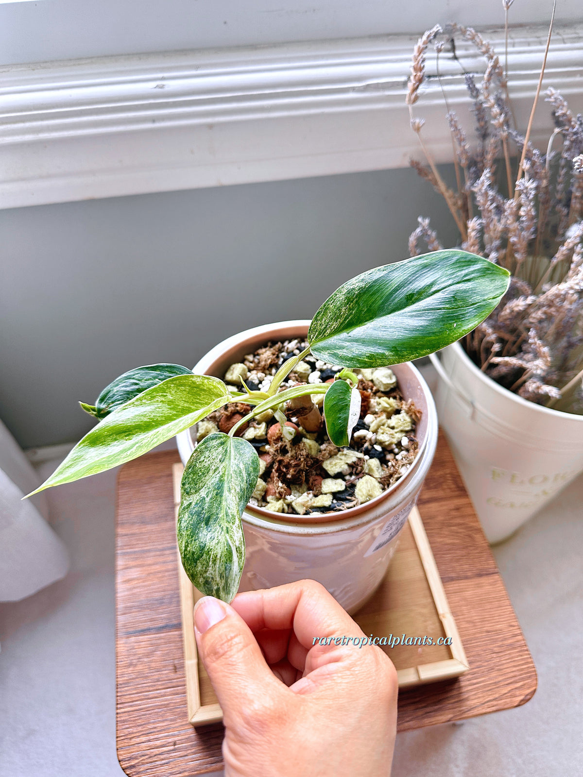 Philodendron Emerald Ice