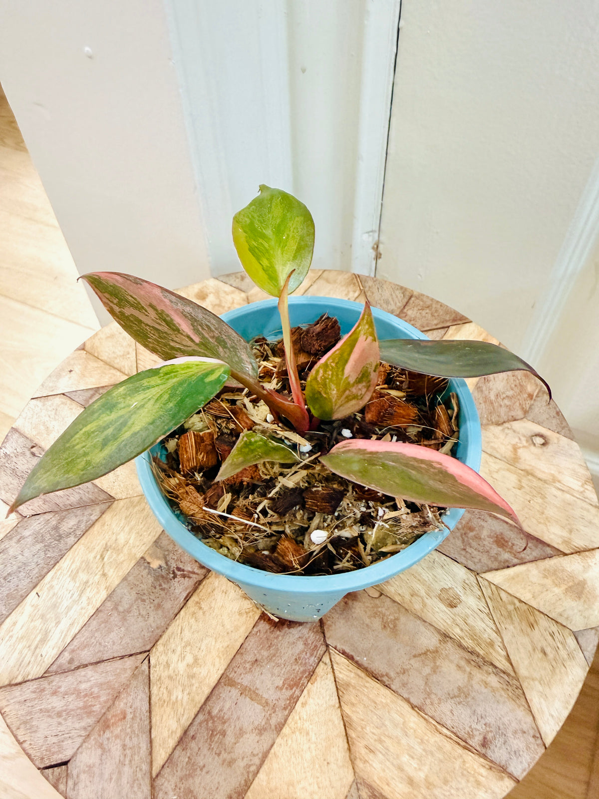 Philodendron Pink Princess Tricolour