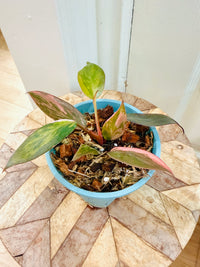 Philodendron Pink Princess Tricolour