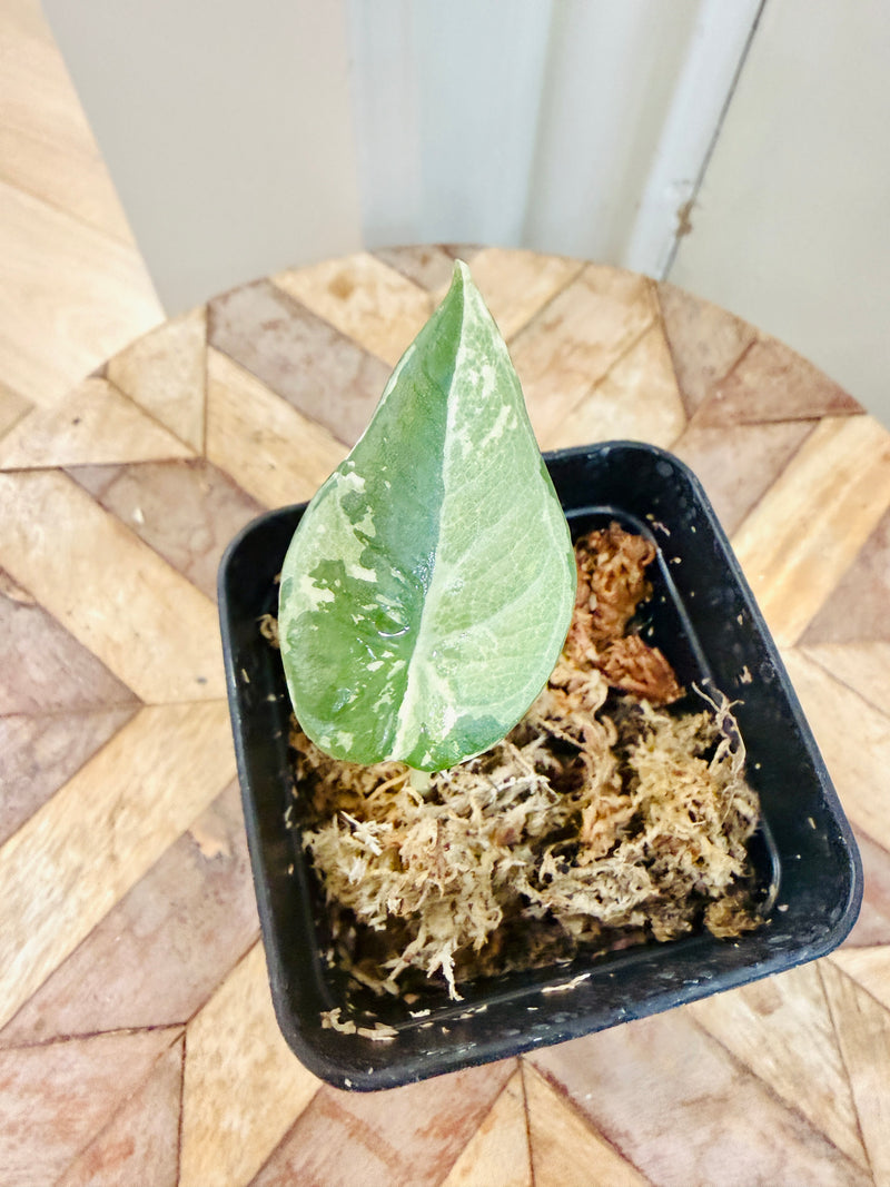 Alocasia Maharani Albo