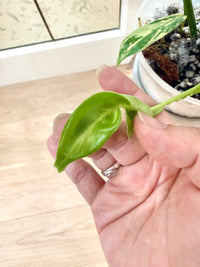 Philodendron Joepii Variegated