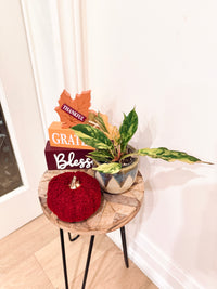 Philodendron Caramel Fire Tiger