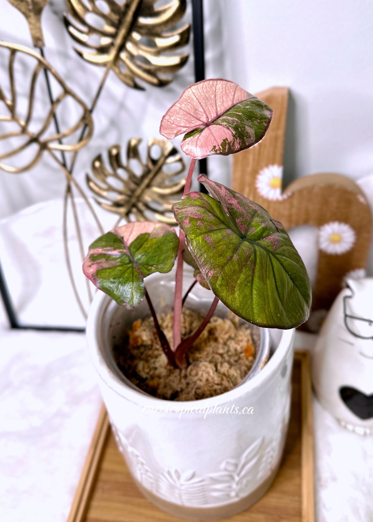 Alocasia Serendipity Variegated