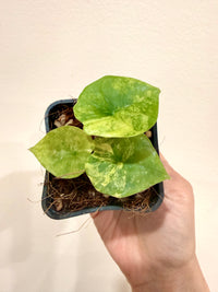 Alocasia Nebula Aurea Variegated