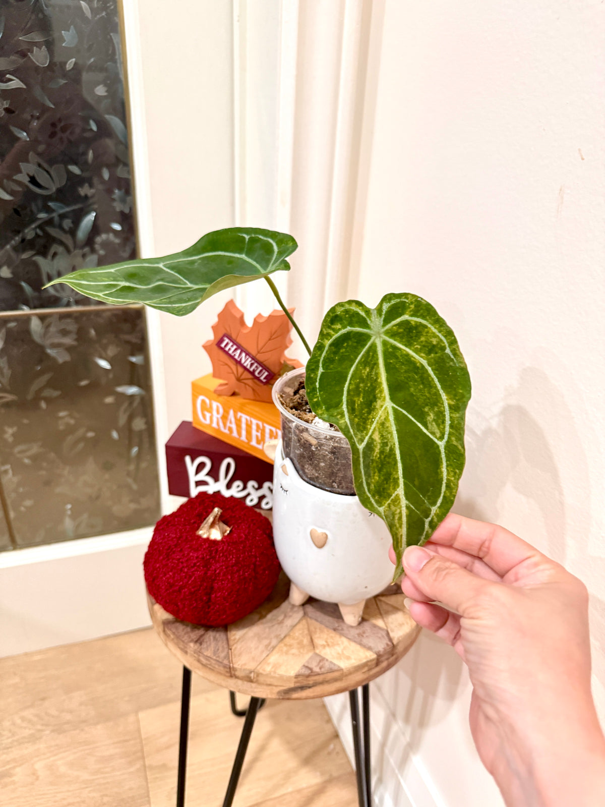 ANTHURIUM CRYSTALLINUM VAR X HOPE