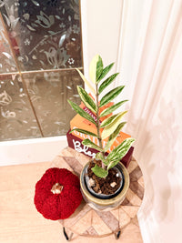 ZZPlant Aurea