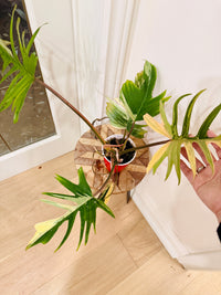 Philodendron Florida x Tortum