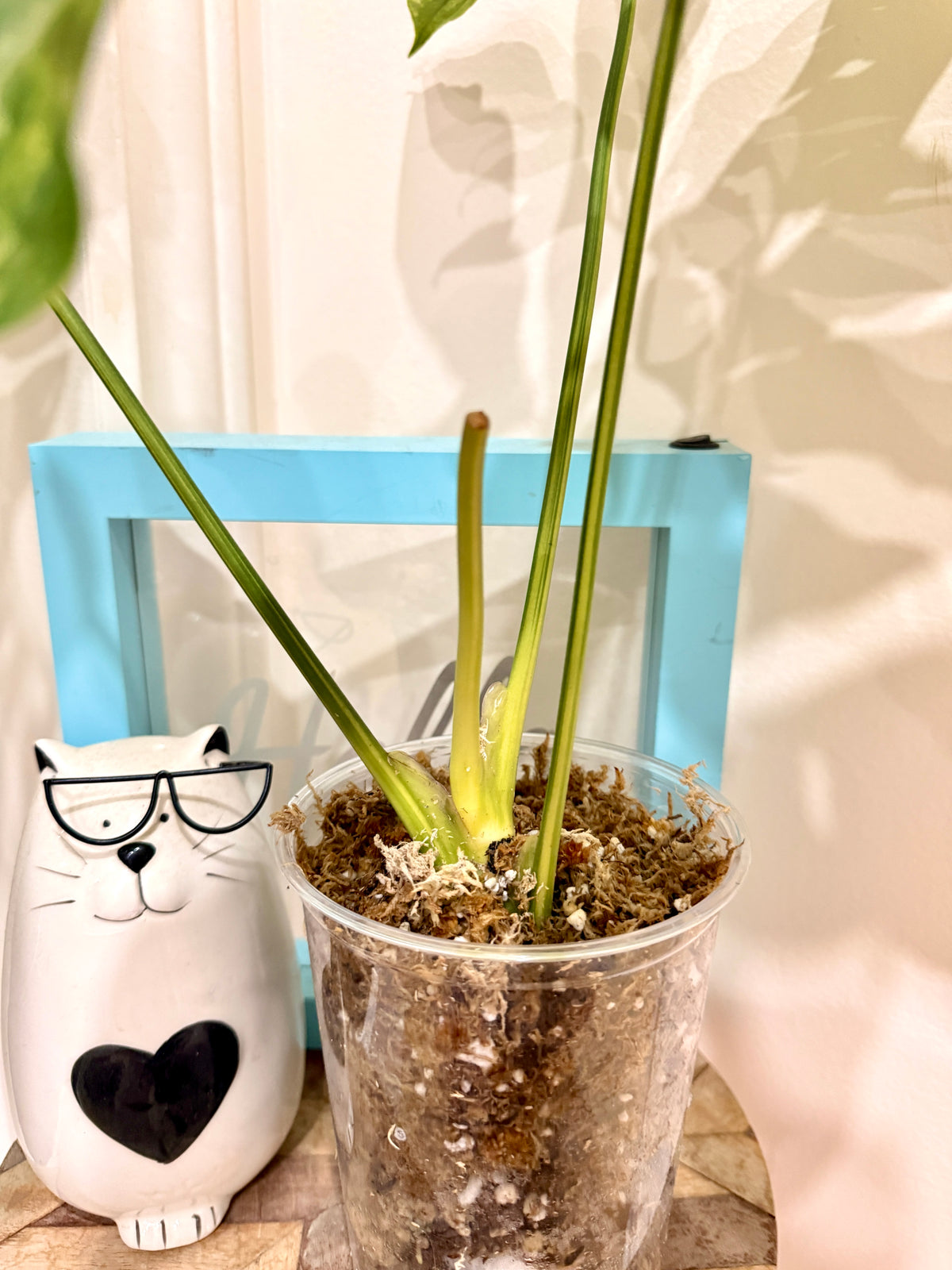 Anthurium clavigerum variegated