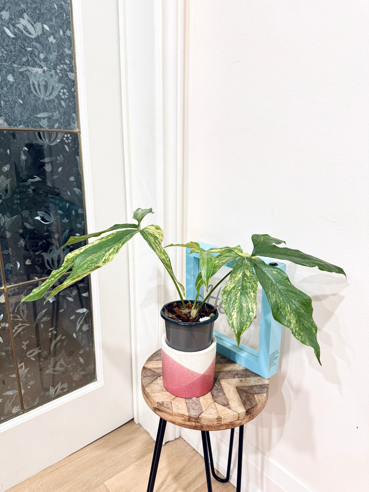 Anthurium clavigerum variegated