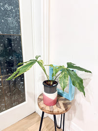 Anthurium clavigerum variegated