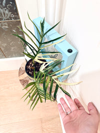 Philodendron Tortum Variegated