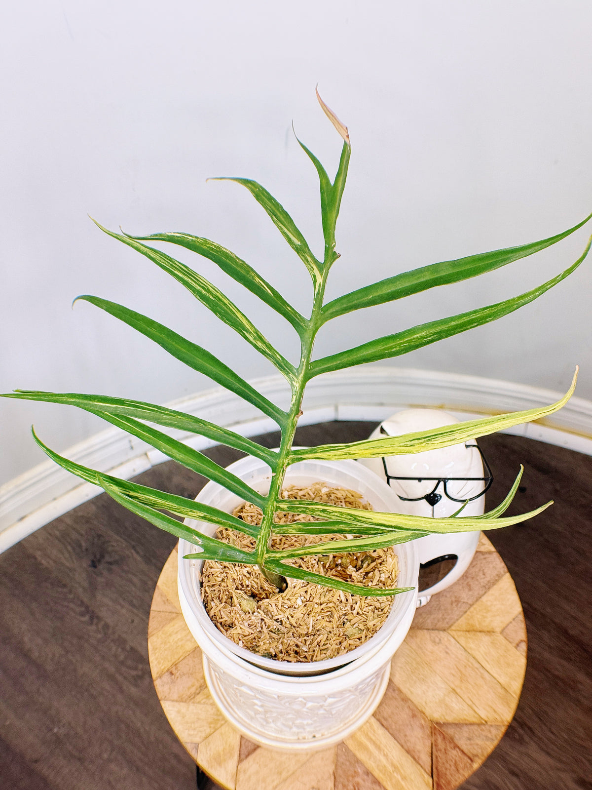Philodendron Tortum Variegated
