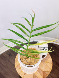 Philodendron Tortum Variegated
