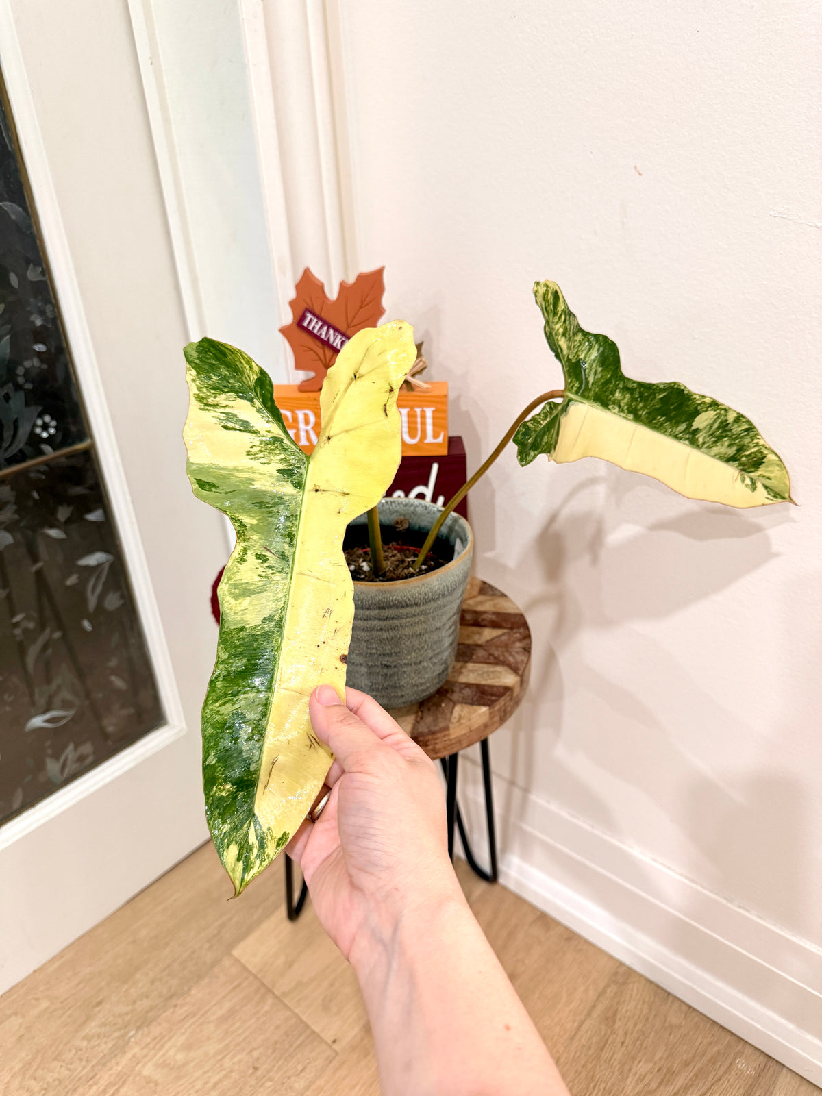 Philodendron Florida Beauty × Billietiae Variegated