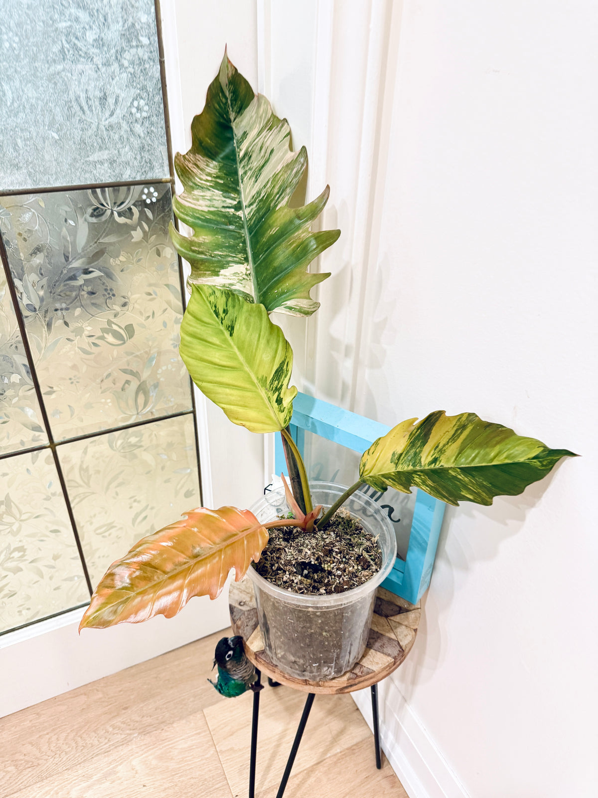 Philodendron Caramel Marble