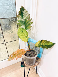 Philodendron Caramel Marble