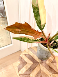 Philodendron Caramel Marble