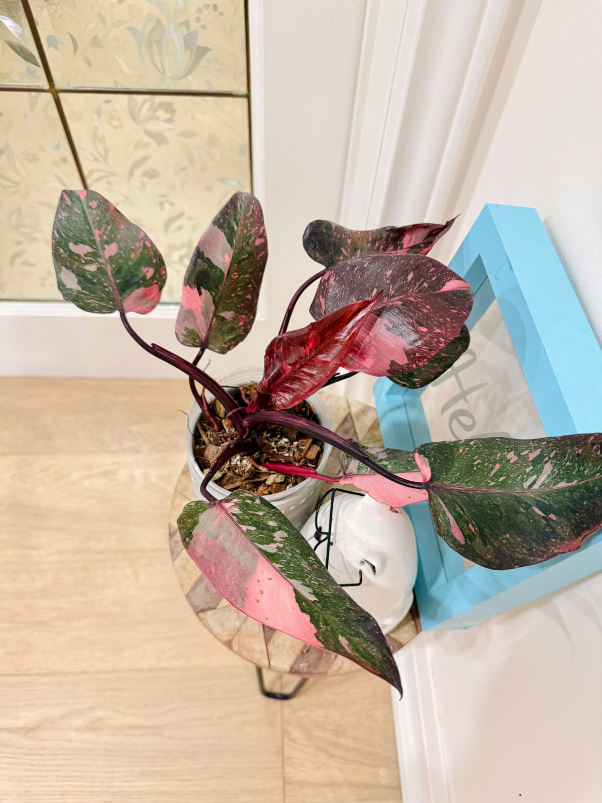 Philodendron Pink Princess Galaxy