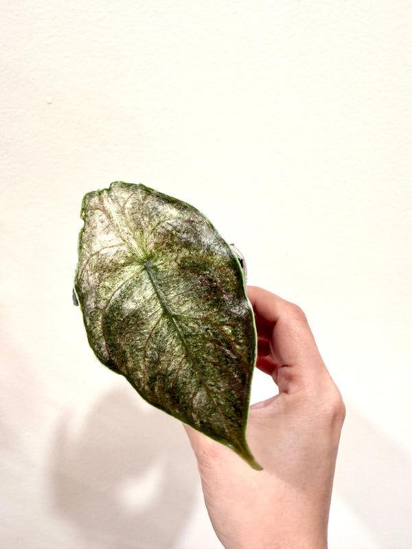 Alocasia Azlanii Pink Variegated