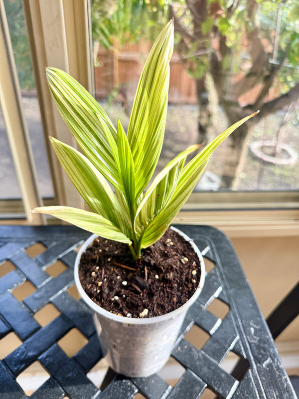 Coconut Palm Variegated