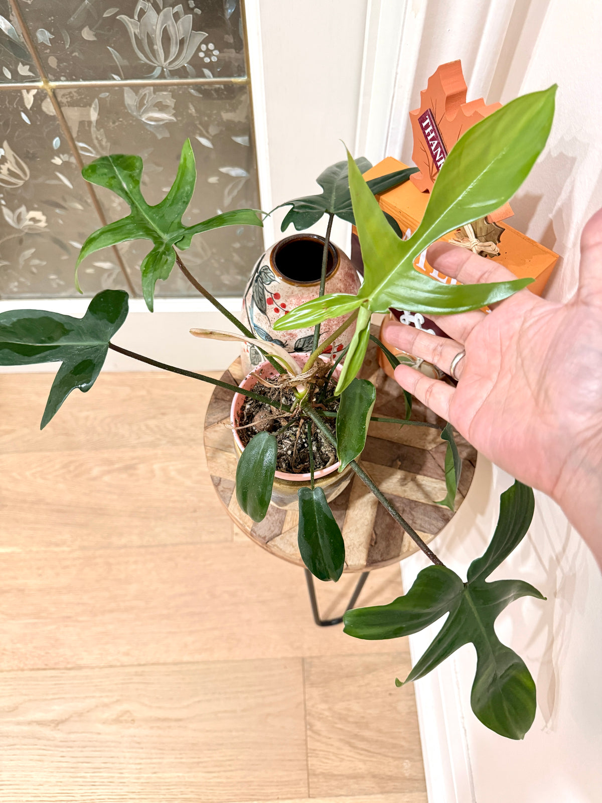 Philodendron Florida Green