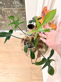 Philodendron Florida Green