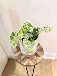 Rhaphidophora Gorilan variegated