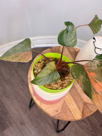 Homalomena Pink Diamond
