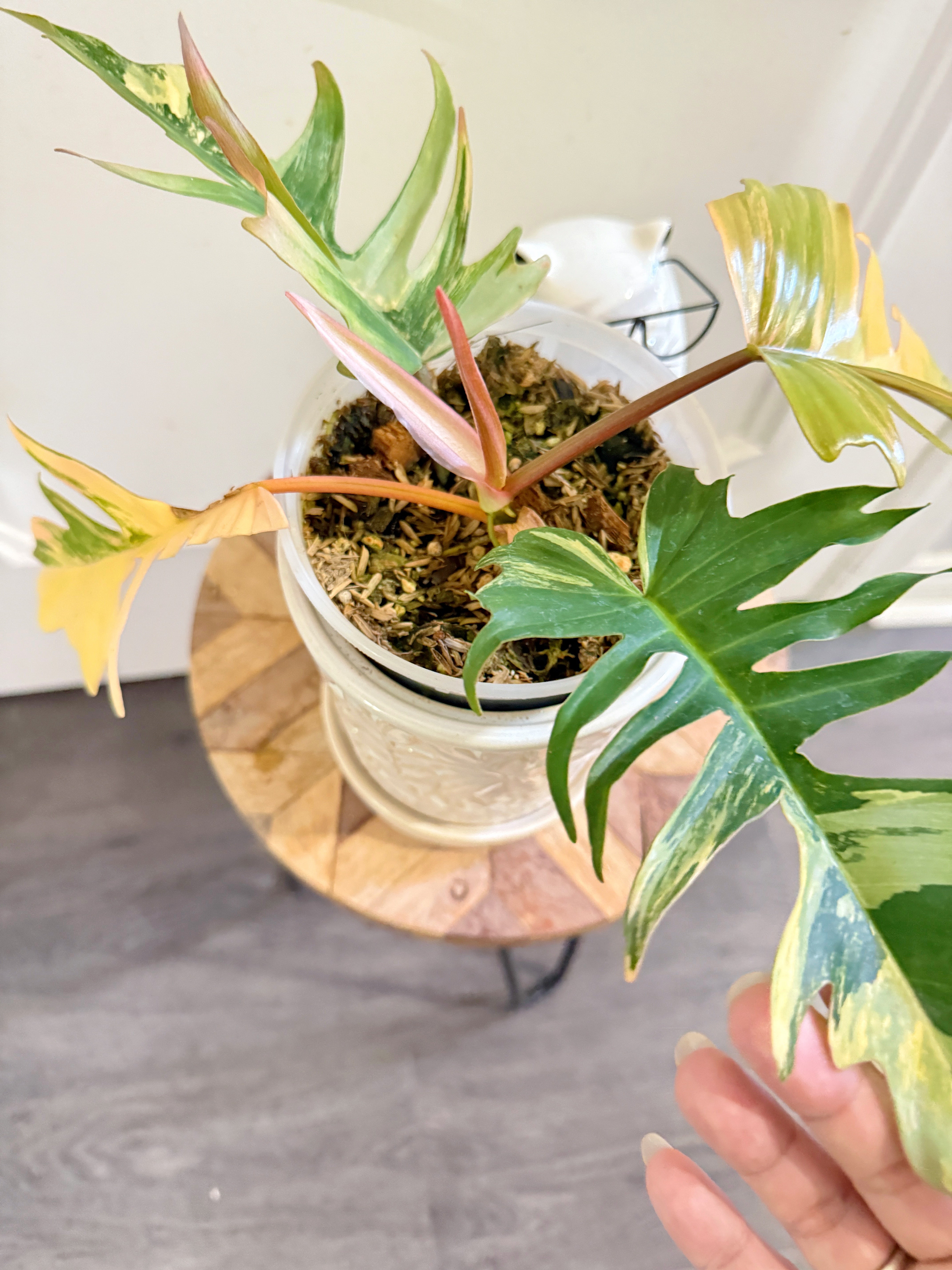 Philodendron Florida Beauty x Tortum Variegated – Rare