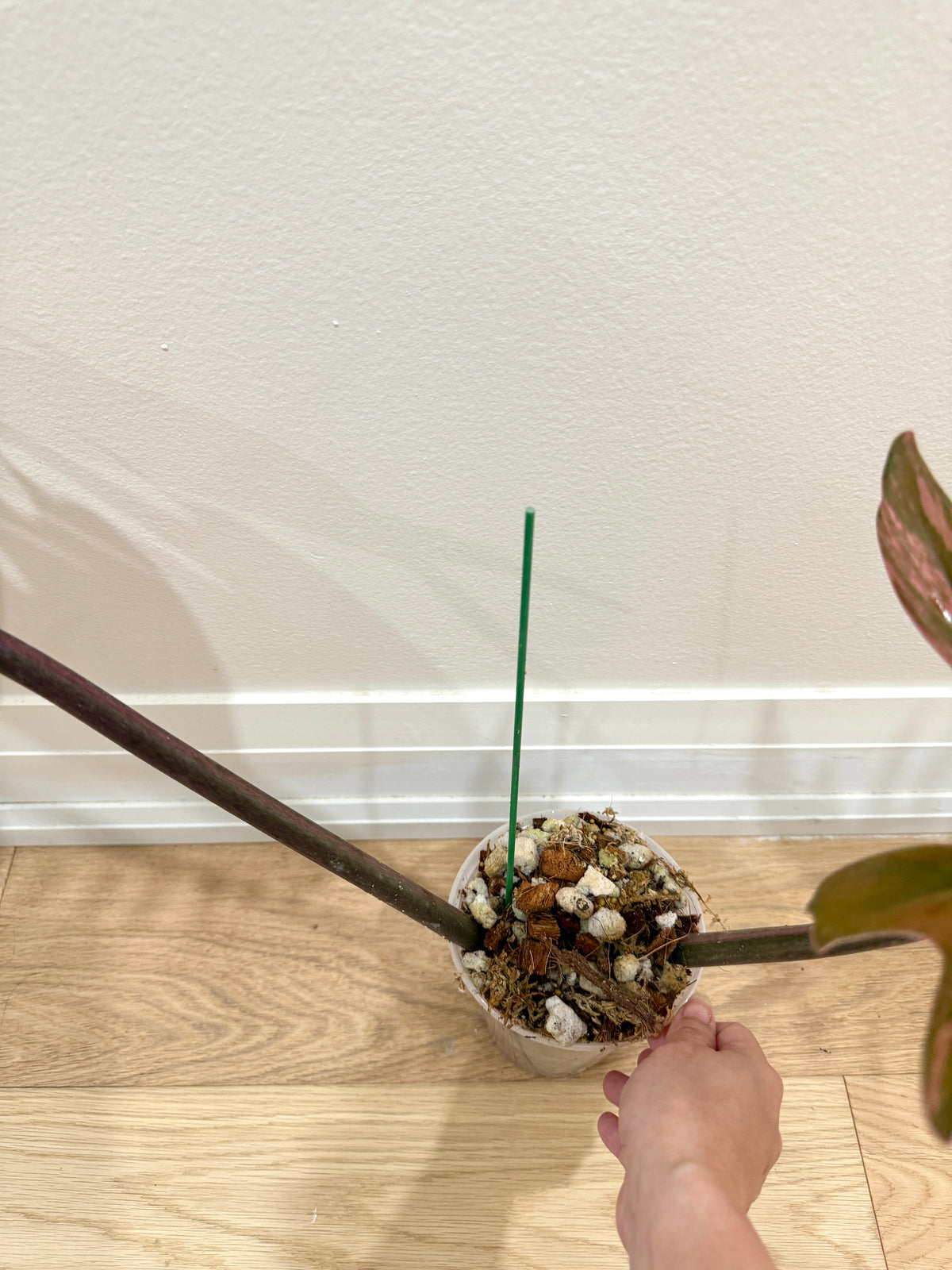 Philodendron Caramel Marble