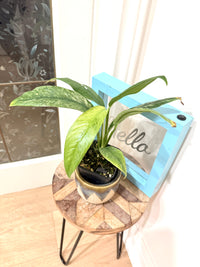 Rhaphidophora Gorilan Variegated