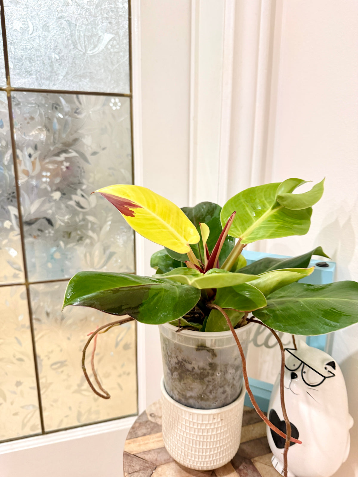 Philodendron Red Moon Variegated