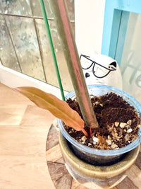 Philodendron Caramel Marble