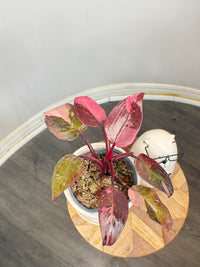 Philodendron Pink Princess Galaxy