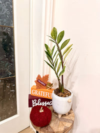 ZZPlant Aurea