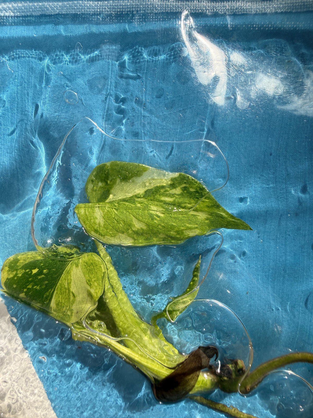 TC Monstera Golden Lion (Electrolyte Tricolour)