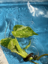 TC Monstera Golden Lion (Electrolyte Tricolour)