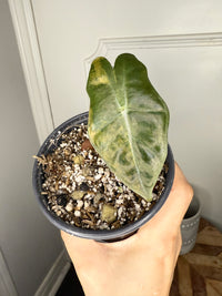 Alocasia Pseudo Aurea