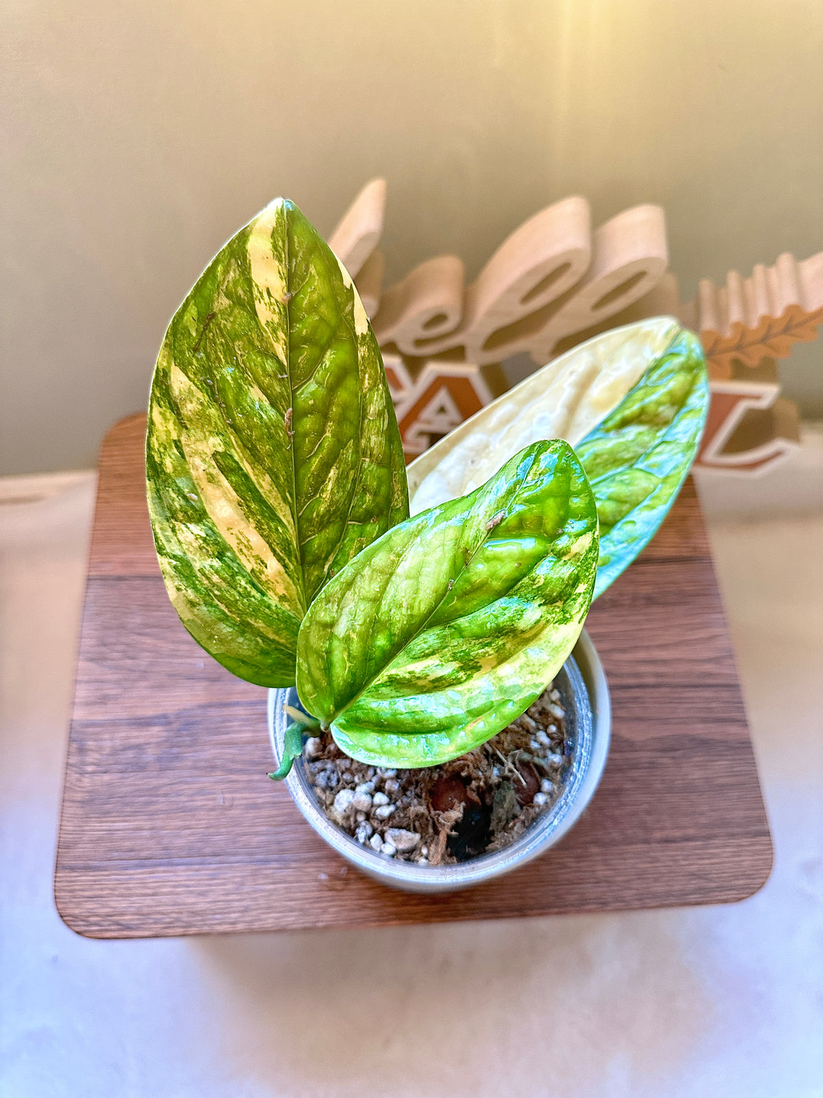 Monstera Peru Variegated