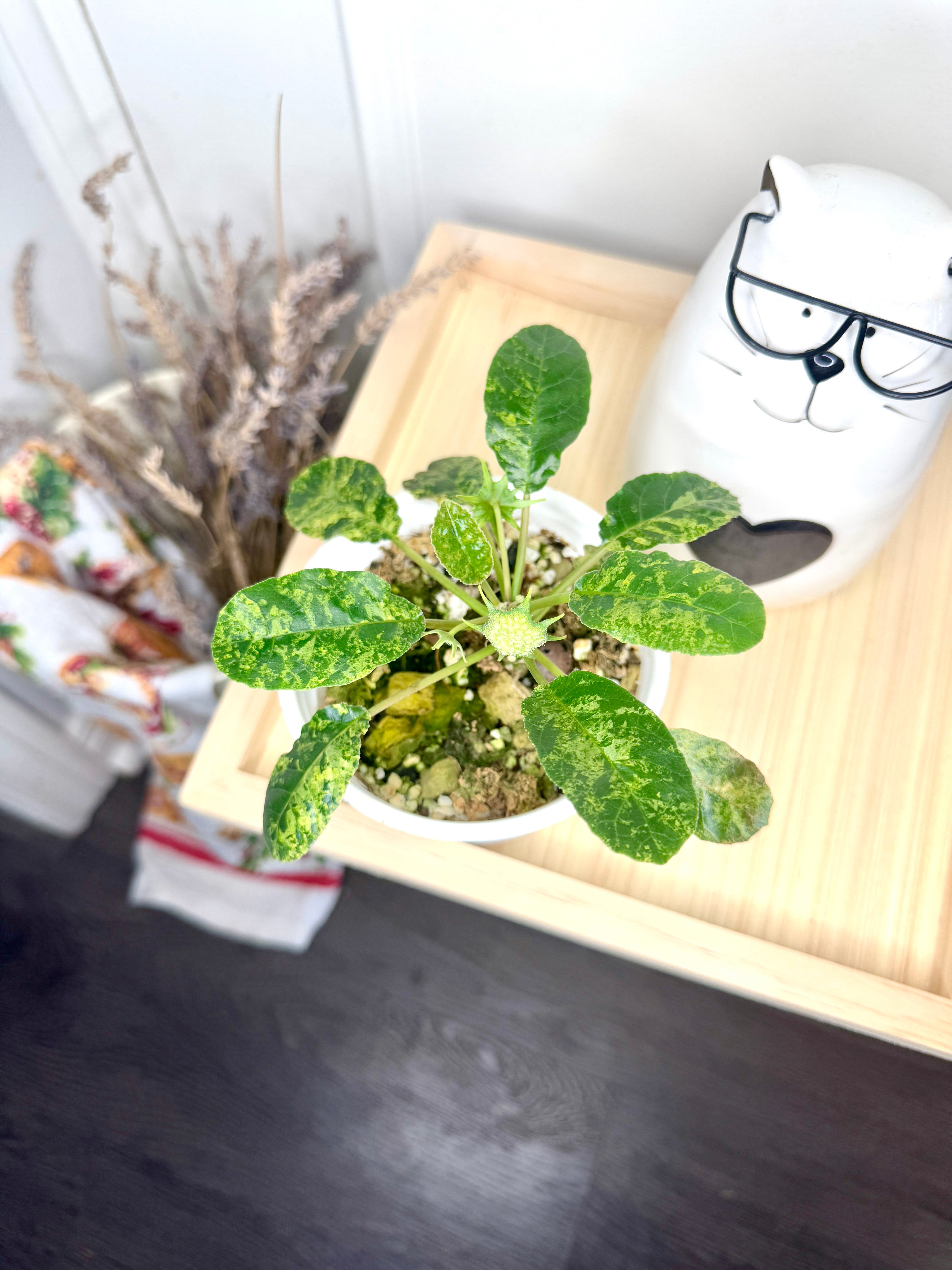 Dorstenia Foetida Variegated 1 – Rare Tropical Plants Canada