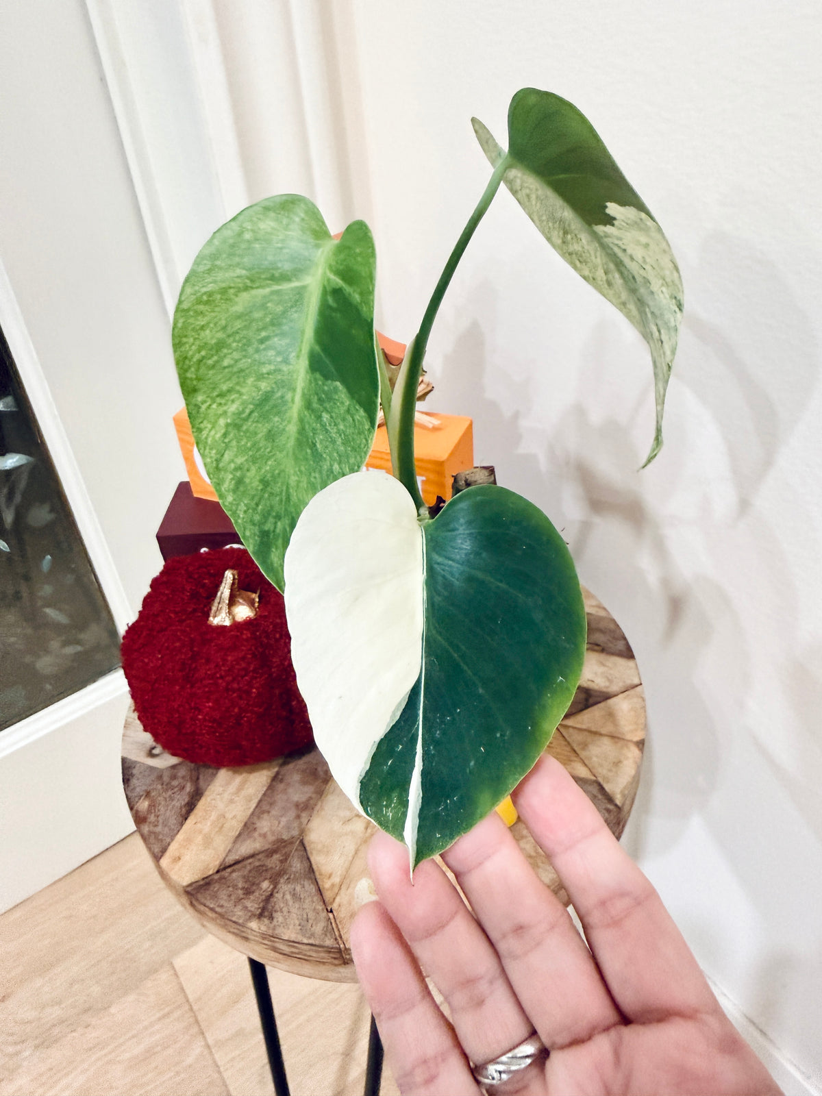 Monstera Jungle Mint