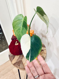 Monstera Jungle Mint