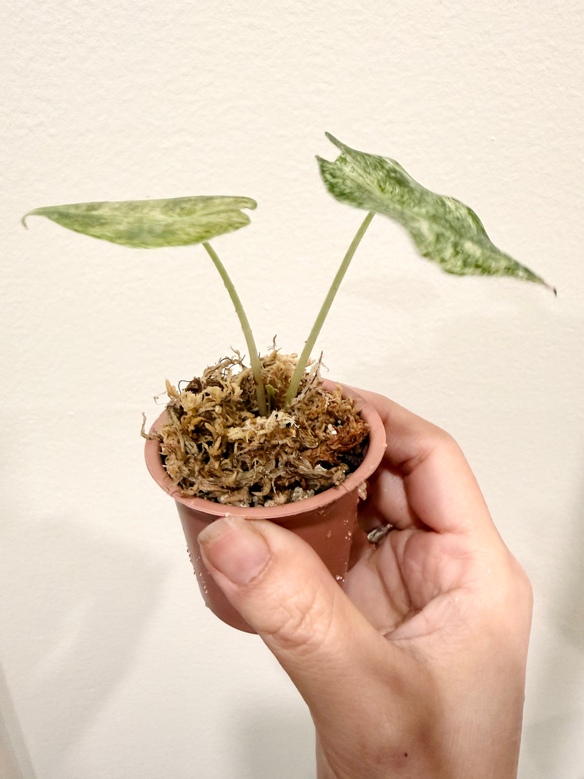 Alocasia Black Satun Stardust