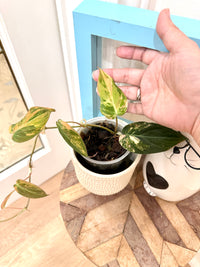 Philodendron Micans Variegated