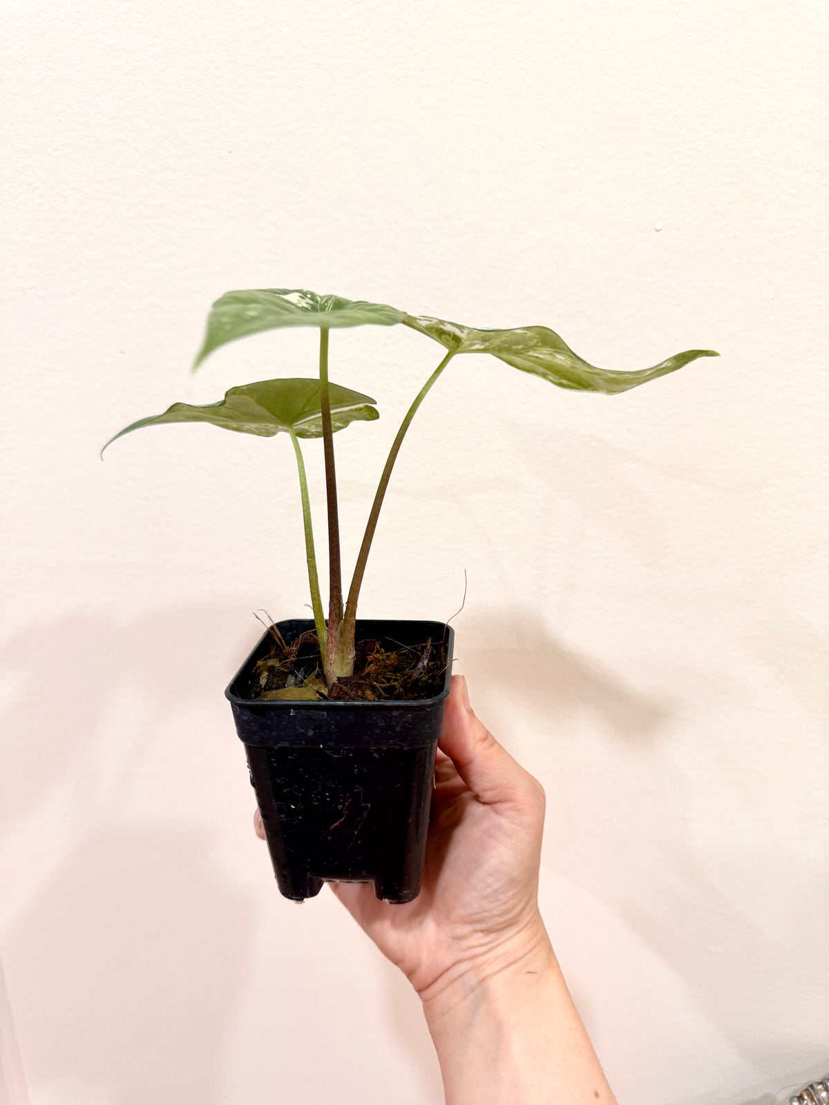 Alocasia Simpo Albo