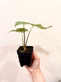 Alocasia Simpo Albo
